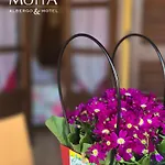 Hotel Mhotel Motta Costigliole d'Asti