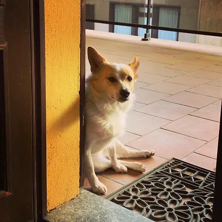 Mhotel Motta 3* Costigliole d'Asti